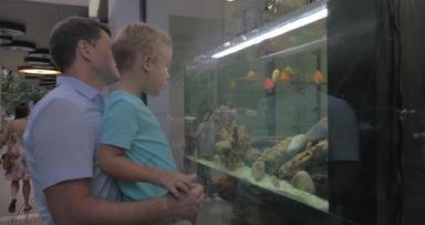 父亲孩子看鱼扇橱窗水族馆